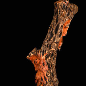 Everything comes in two's by Harold Murray 