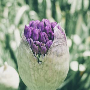 Allium Bloom by Barbara Storey