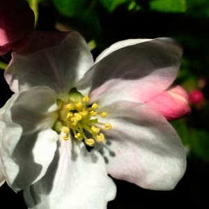 Apple Blossom by Barbara Storey