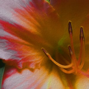 Blush Lily by Barbara Storey 