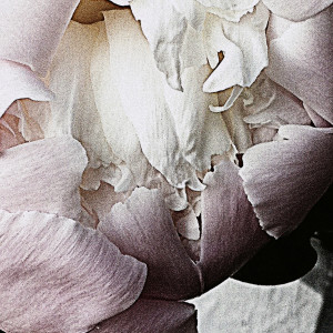 Blush Peony Bloom by Barbara Storey 