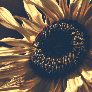 Boho Sunflower by Barbara Storey 