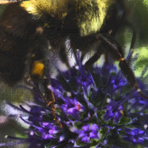 Bumbly Bee No. 3 by Barbara Storey 