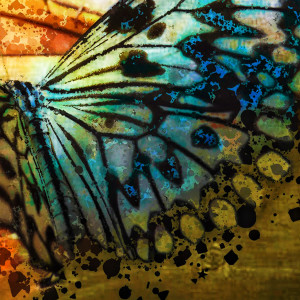 Butterfly Bliss by Barbara Storey 