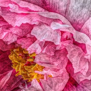 Delicate Pink Peony 