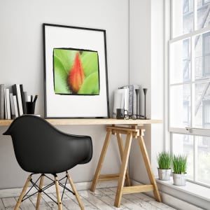 Painted Tulip by Barbara Storey 