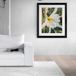 Peruvian Daffodil by Barbara Storey 