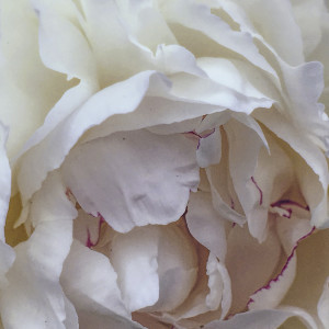 White Peony with Red Edges by Barbara Storey 
