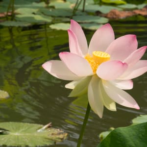 Lotus Revealed by Elizabeth Lemon  Image: Photo by Nancy Dumville, Brevard, NC