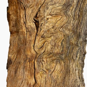 Driftwood Triptych by Damon Hamm 
