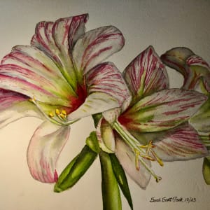 Pinkish Amaryllis by Sarah Scott Falk