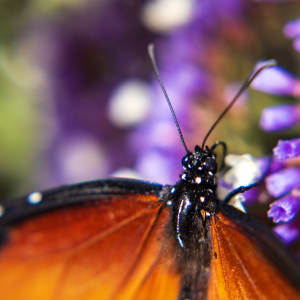 Queen Butterfly on Purple Flower