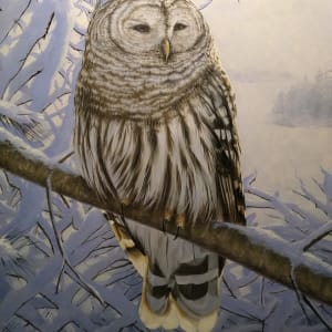 Fresh Snow | Barred Owl by Mark H Swenson