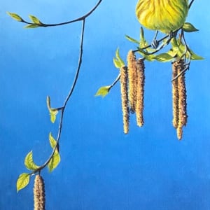 Spring Birch | Yellow Warbler by Mark H Swenson