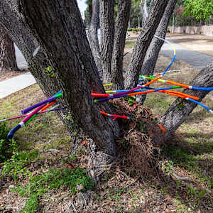Urban Nesting by Dellis Frank 