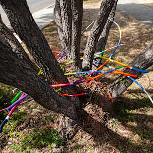 Urban Nesting by Dellis Frank 
