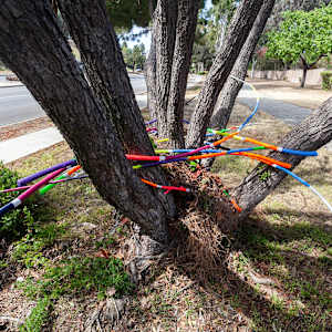 Urban Nesting by Dellis Frank 
