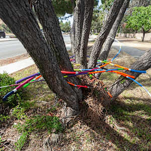 Urban Nesting by Dellis Frank 