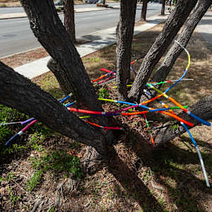 Urban Nesting by Dellis Frank 