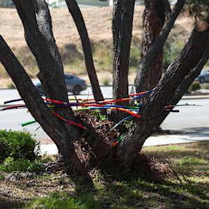 Urban Nesting by Dellis Frank 