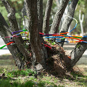 Urban Nesting by Dellis Frank 