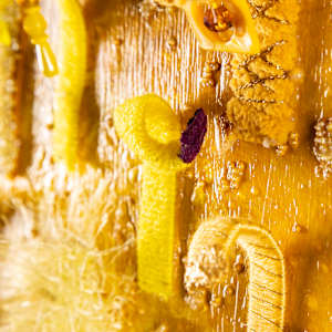 Yellow Shine by Dellis Frank 