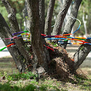 Urban Nesting by Dellis Frank 
