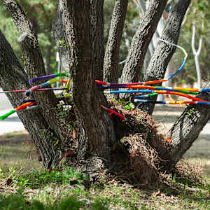 Urban Nesting by Dellis Frank 