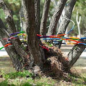 Urban Nesting by Dellis Frank 