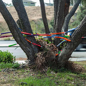 Urban Nesting by Dellis Frank 