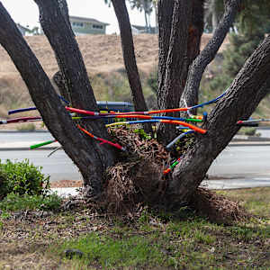 Urban Nesting by Dellis Frank 