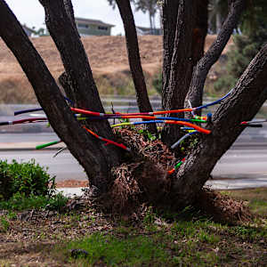 Urban Nesting by Dellis Frank 