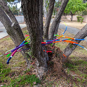 Urban Nesting by Dellis Frank 