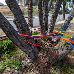 Urban Nesting by Dellis Frank 