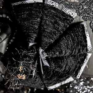 Basic Black is Back by Dellis Frank 