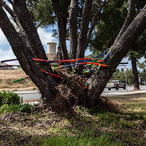 Urban Nesting by Dellis Frank 