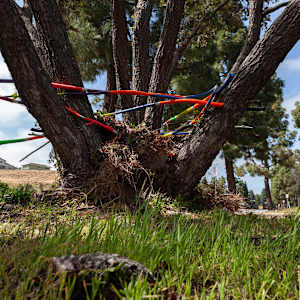 Urban Nesting by Dellis Frank 