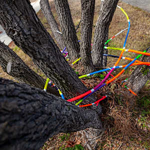 Urban Nesting by Dellis Frank 