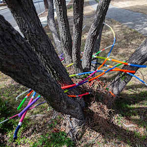 Urban Nesting by Dellis Frank 