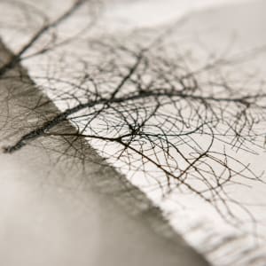 Rift  Image: Detail with charcoal from leaves Portugal