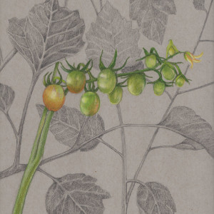 Grape Tomatoes by Joan Chamberlain