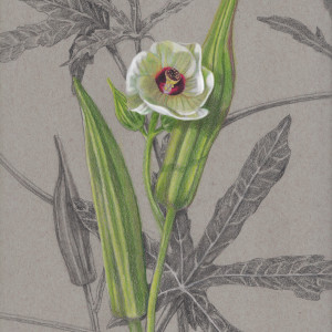 Okra Blossom by Joan Chamberlain