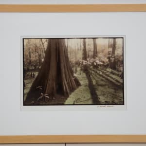 Louisiana Dreamscape #1 - Cypress Knee by Sandra Russell Clark 