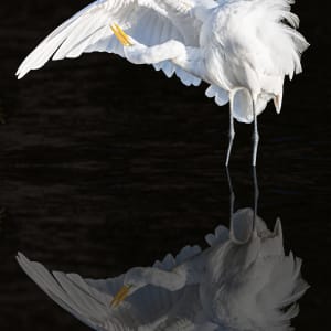 Great Egret by R. Clay Gould