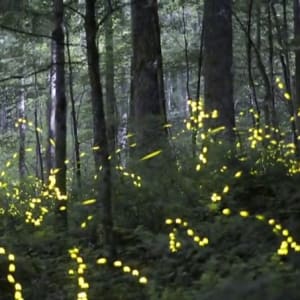 Fireflies in Disguise by Luba Zygarewicz