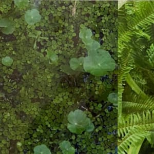 Preserve 1 by Ann Schwab