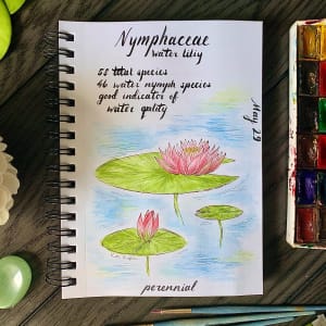 Botanical Illustration  Image: water lily