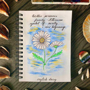 Botanical Illustration  Image: daisy