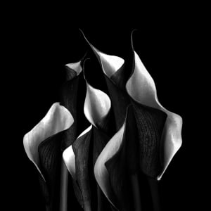 Deep Romance by EF Fine Art  Image:  Marriage Bliss - Calla Lilies Black & White