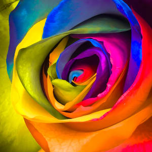 Kaleidoscope Rose Abstract II by Emily Ferguson Fine Art  Image: Wheel of Happiness 
